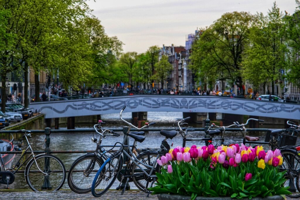 Scenic view of bicycles and vibrant tulips on an Amsterdam canal bridge during spring.
